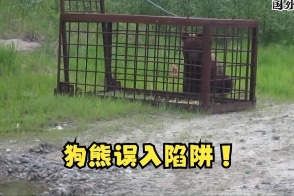 揭开命运密码：命理周查中的暗藏玄机，你是否也误入了这些陷阱？