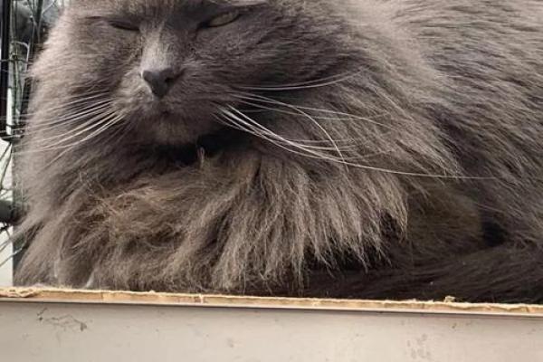 命运密码揭秘：养猫竟然能改变你的运势？